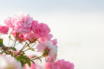 pink rose bush closeup on field background