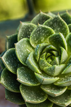 Closeup Of An Ornamental Succulent With Rain Drops On Its Leaves.