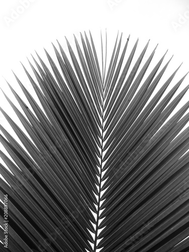 beautiful-palms-leaf-on-white-background