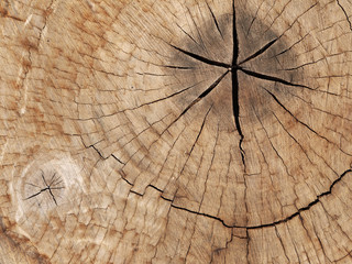 Sticker - old tree stump texture background