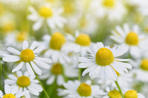 Obraz Rumianek  dzikie-kwiaty-rumianku-rosnace-na-lace-zblizenie-dzikich-kwiatow-ziolowych