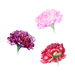 Wall Mural - Watercolor set of peonies: pink, purple, red