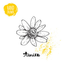 Hand Drawn Sketch Style Arnica Flower. Herbal Medicine Vector Illustration Isolated On White Background.