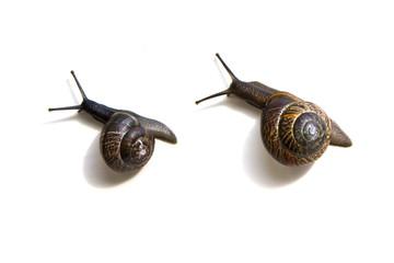 Grape garden snails (Helix pomatia) slug isolated on white background close-up, top view