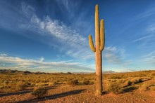 Saguaro Cactus, Lost Dutchman State Park, Arizona, America, USA