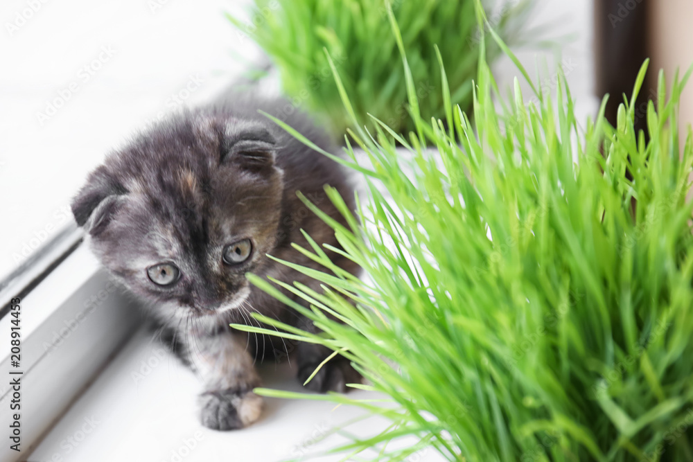 Cute kitten near green grass on windowsill at home