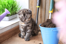Cute Kitten Near Bucket With Soil On Floor At Home