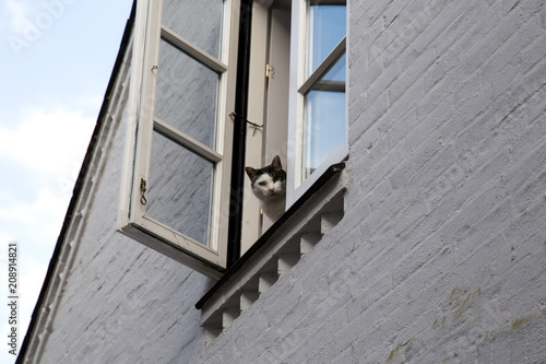 Fotografía Neugierige Katze blickt aus dem Fenster.