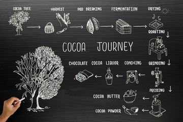 Infographic design for cocoa journey on blackboard