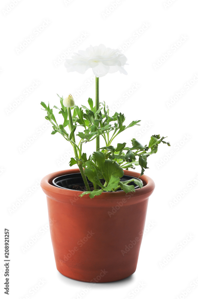 Pot with plant on white background