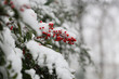 Red berries on a branch covered in snow.