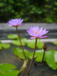 Lotus flower in pond 