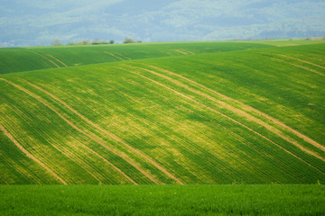  Moravian fields at spring near Litencice, Czech Republic
