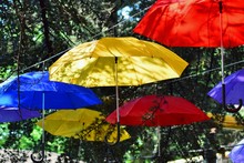 Bright Colorful Umbrellas Weigh Among The Trees And Decorate The Street Of The City.