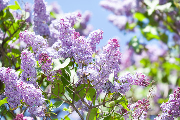 Wall Mural - Close-up blossoming Syringa vulgaris lilacs branch. Beautiful springtime floral background with bunch of violet purple flowers. lilac blooming plants background. soft focus photo.