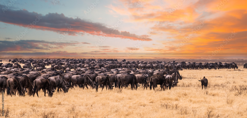 A migration of Wildebeest in Serengeti National Park,Tanzania - obrazy, fototapety, plakaty 