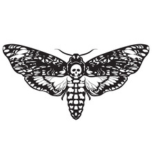 Skull Moth Butterfly. Death Head Hawk Moth