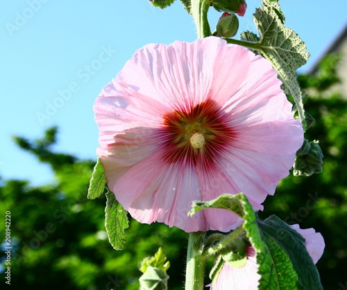 Belle Rose Trémière Fleur En Gros Plan Buy This Stock