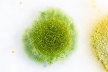 Backgrounds Of Colony Characteristics Of Fungus And Algae In Petri Dish For Education.