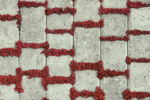 Retro Background Of Concrete Tiles With Red Plants