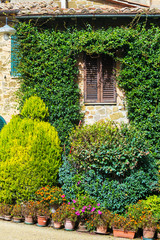 Canvas Print - plants in a rustic courtyard