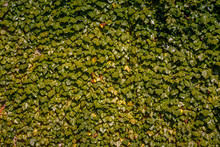 Full Frame Of Green Ivy Leaves Background