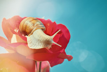 Beautiful Snail On A Rosebud Against A Blue Sky. Sunny Day