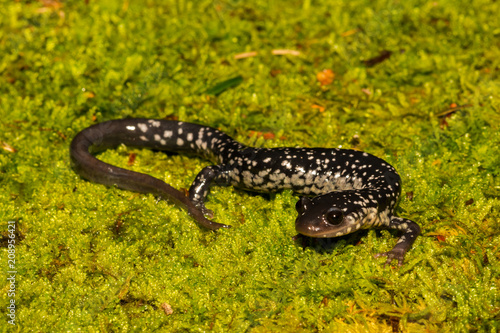 Fotografie, Obraz Northern Slimy Salamander (Plethodon glutinosus)