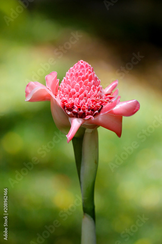 Fleur Gingembre Rose De Porcelaine Etlingera Elatior
