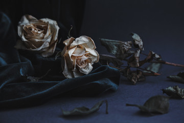 Two dried white roses on gray background with dark velvet draping