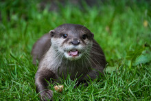 Young Otter Walking On The Grass And Looking At The Spectator