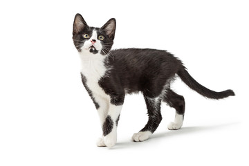 cute curious black and white kitten walking