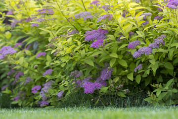 Wall Mural - The flower of the red spiraea, the ornamental shrub used in landscape design, is well suited for decorating haircut