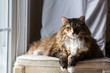 Big Large Maine coon calico cat resting on chair indoors inside house comfortable, breed neck mane or ruff by window looking outside