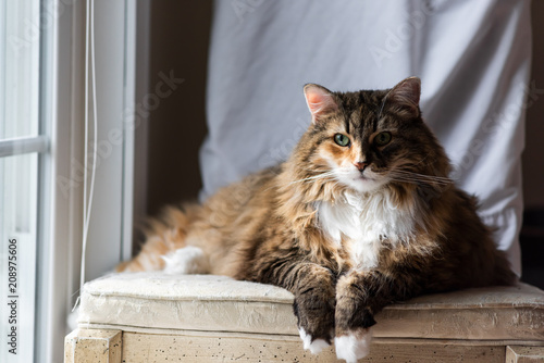 Big Large Maine Coon Calico Cat Resting On Chair Indoors Inside