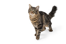 Pretty Tabby Cat Walking With Copy Space