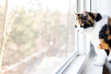 Female Cute One Calico Cat Closeup Of Face Standing On Windowsill Window Sill Looking Staring Behind Curtains Blinds Outside