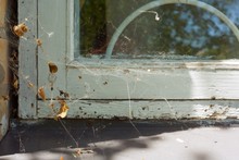 Window Detail In The House With A White Wooden Cracked Frame And Wrapped In Cobweb