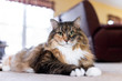 © Kristina Blokhin - Cute maine coon calico cat closeup inside home lying down on carpet floor indoor house living room by couch sofa