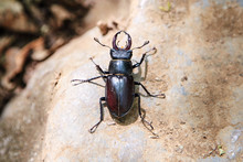 Large Black Beetle With Long Mustache And Mandibles Sitting On A Rock