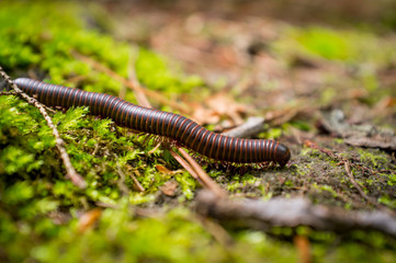 Orange Millipede Leaf