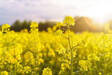 Mustard Field In Summer In Cloudy Weather