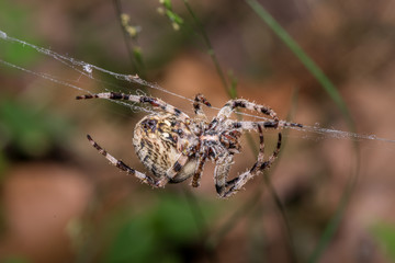 Wall Mural - horned spider spins web. araneus angulatus - macro, close up
