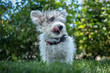 A young scruffy terrier dog mix with tongue out on a grassy lawn.