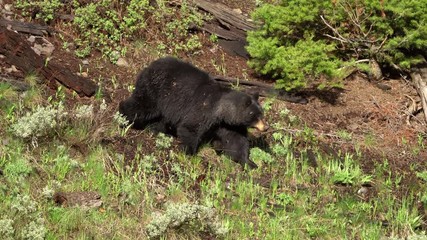 sow black bear walking into a green grassy field from hillside.