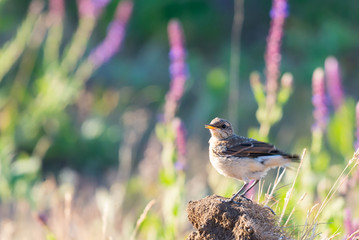 Northern Wheatear or Oenanthe oenanthe