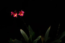 Red Orchid, Black Background