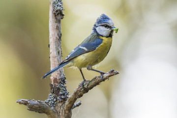 Blue tit