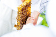 Beekeeper gives the children an opportunity to touch and examine the honeycomb.