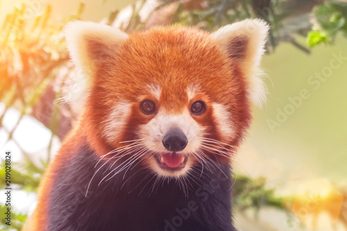 Fotografía Portrait of a Red Panda ( Ailurus fulgens )